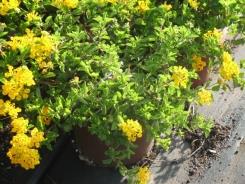 Lantana montevidensis לנטנה עדינה - משתלת אריה