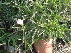 Ruellia brittoniana רואליית בריטון - משתלת אריה