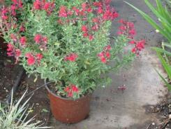 Salvia greggii 'Furman's Red' מרוות גרג - משתלת אריה