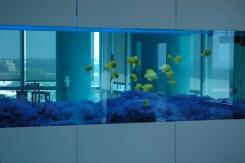 אקווריום מרינה הרצליה 2 - Reef-Tech (ריפטק)