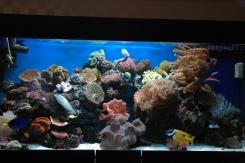 אקווריום ריף בתצוגה - Reef-Tech (ריפטק)