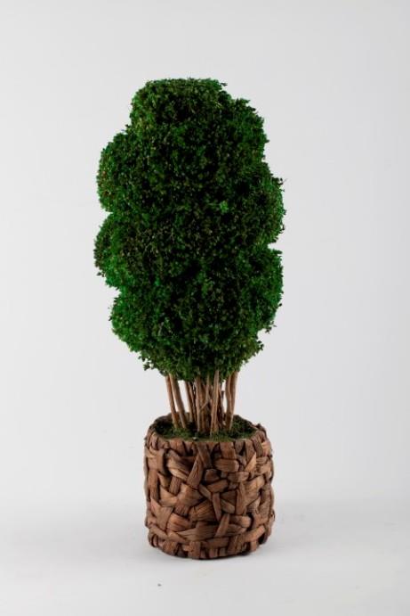 עץ ננסי מלאכותי - שוורץ - הום קולקשיין