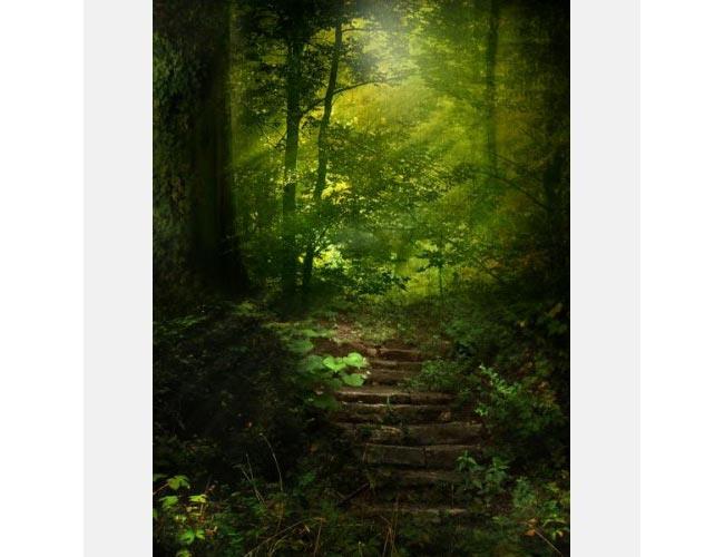 טפט מדרגות ביער - FINKI