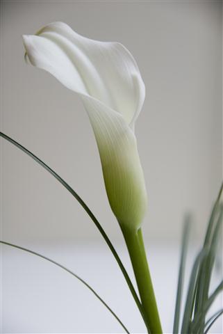 הדפסי זכוכית פרח לבן - א.ר. שיווק