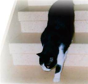 דוגמא למדרגות מוזאיקה מעוצבות ובנויות ע"י בני מדרגות