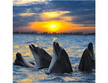 דולפינים בשחיה