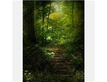 טפט מדרגות ביער